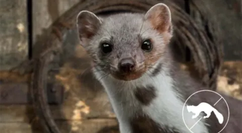 Marderabwehr Hochspannungsgerät 8 Plus-Minus Clip