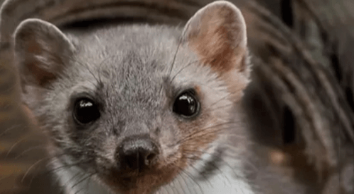 Marderabwehr Hochspannungsgerät 8 Plus-Minus Clip